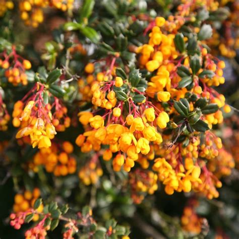 dark green barberry shrub